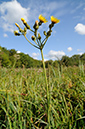 Sow-thistle_Marsh_LP0387_28_Guildford