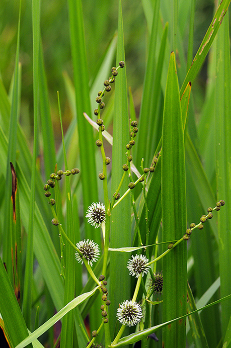 Bur-reed_Branched_LP0376_87_Runnymede