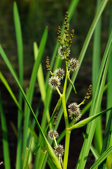 Bur-reed_Branched_LP0376_66_Runnymede