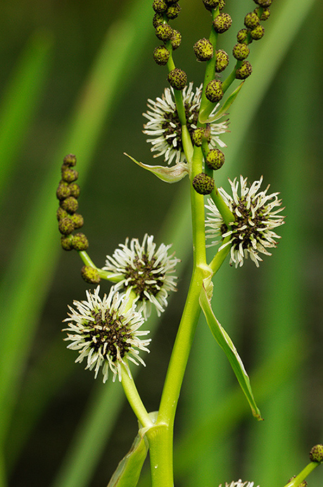 Bur-reed_Branched_LP0376_70_Runnymede