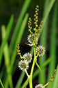 Bur-reed_Branched_LP0376_62_Runnymede