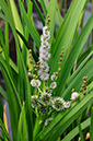 Bur-reed_Branched_LP0252_71_Windsor