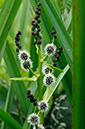 Bur-reed_Branched_LP0317_111_Hampton_Court