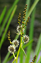 Bur-reed_Branched_LP0376_71_Runnymede