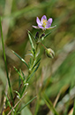 Spurrey_Sand_LP0257_36_Henley_Park