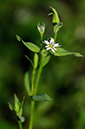 Stitchwort_Bog_LP0318_67_Albury_Downs