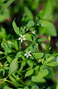 Stitchwort_Bog_LP0318_63_Albury_Downs