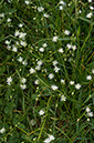 Stitchwort_Lesser_LP0230_64_Rowhill