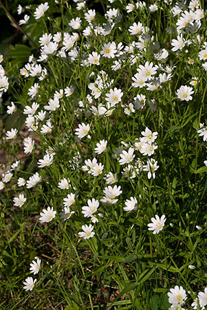 Stitchwort_Greater_LP0112_67_Burgh_Heath