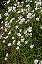 Stitchwort_Greater_LP0112_67_Burgh_Heath