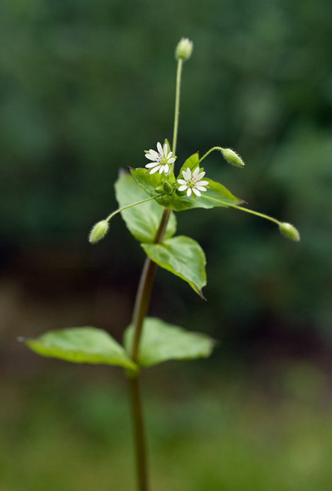 Chickweed_Greater_LP0195_06_Reigate1
