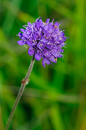 Scabious_Devils-bit_LP0333_37_Box_Hill