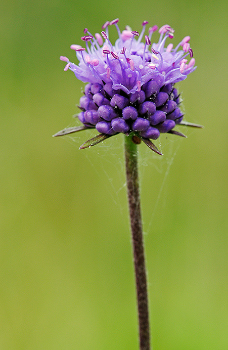 Scabious_Devils-bit_LP0384_01_Capel