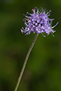 Scabious_Devils-bit_LP0184_41_Shalford