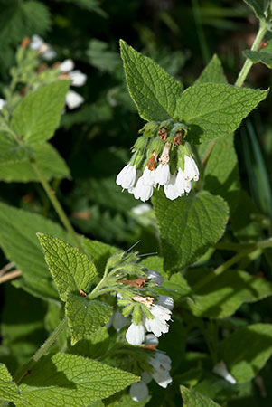Comfrey_White_LP0123_44_St_Martha