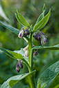 Comfrey_Russian_LP0182_28_Chertsey_Meads