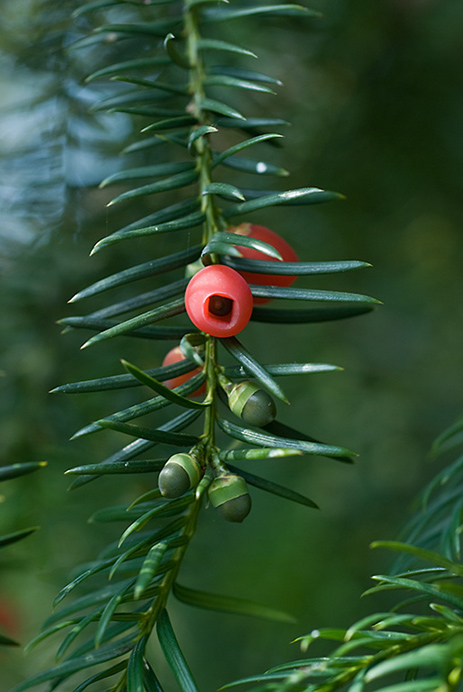 Yew_LP0031_10_Riddlesdown