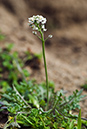 Cress_Shepherds_LP0202_02_Thursley