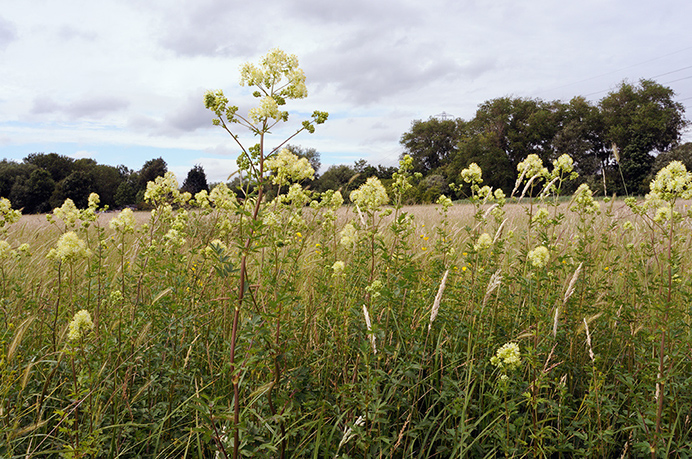 Meadow-rue_Common_LP0370_17_Chertsey_Meads