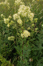 Meadow-rue_Common_LP0370_34_Chertsey_Meads