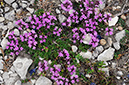 Thyme_Wild_LP0320_36_Portland