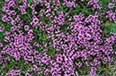 Thyme_Wild_LP0320_32_Portland