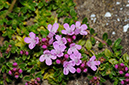 Thyme_Large_LP0312_122_St_Martha