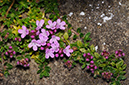 Thyme_Large_LP0312_128_St_Martha