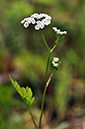 Hedge-parsley_Upright_LP0282_19_Merstham