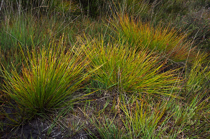 Deergrass_LP0289_01_Thursley