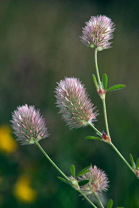 Clover_Hares-foot_LP0166_16_Ham