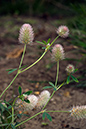 Clover_Hares-foot_LP0224_59_Wisley