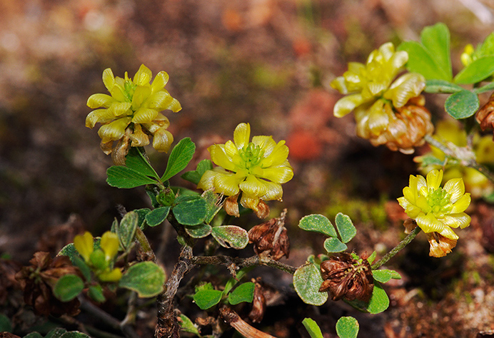 Trefoil_Hop_LP0331_50_Henley_Park