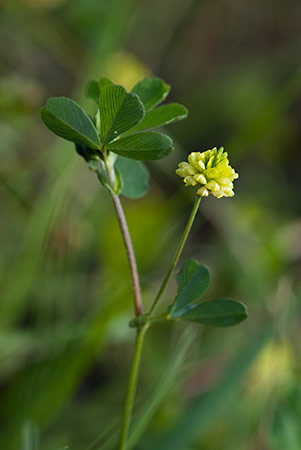 Trefoil_Hop_LP0166_58_Ham