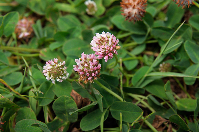 Clover_Strawberry_LP0374_29_Runnymede