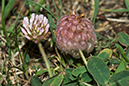 Clover_Strawberry_LP0164_20_Ewell