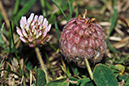 Clover_Strawberry_LP0164_16_Ewell