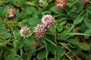 Clover_Strawberry_LP0374_29_Runnymede