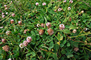 Clover_Strawberry_LP0374_33_Runnymede