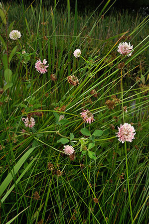 Clover_Alsike_LP0236_15_Blindley_Heath