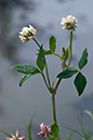 Clover_Alsike_LP0182_23_Chertsey_Meads