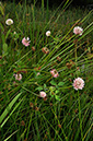 Clover_Alsike_LP0236_15_Blindley_Heath