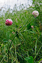 Clover_Alsike_LP0247_13_Tolworth