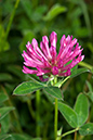 Clover_Zigzag_LP0062_41_Andrews_Wood