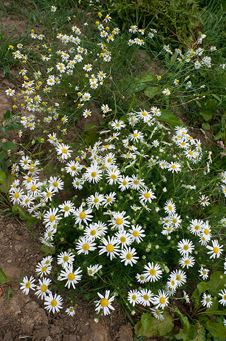 Mayweed_Scentless_LP0215_05_Byfleet