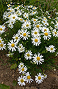 Mayweed_Scentless_LP0215_02_Byfleet