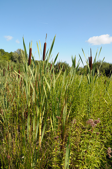 Bulrush_LP0387_05_Guildford