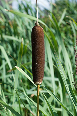 Bulrush_LP0073_24_Wicken_Fen