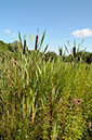 Bulrush_LP0387_05_Guildford