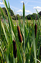 Bulrush_LP0326_96_Hampton_Court